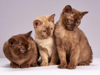 Les 10 races de chats préférées des Suisses
