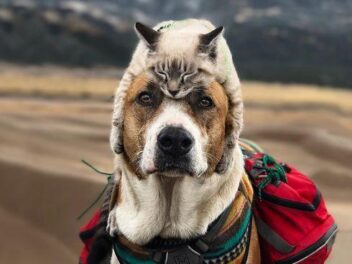 9 races de chats qui s’entendent bien avec les chiens