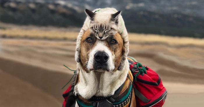 9 races de chats qui s’entendent bien avec les chiens