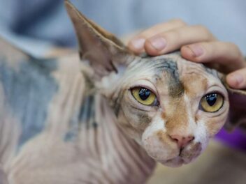 3 races de chats sans poils