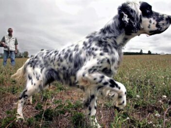 10 principales races de chiens de chasse