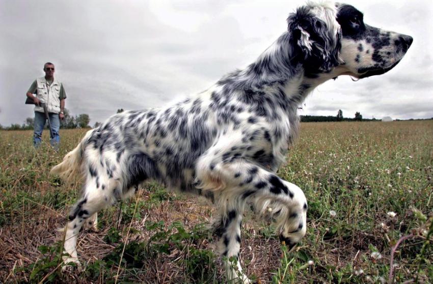 10 principales races de chiens de chasse