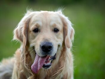 Voici les 8 races de chien qui sont les plus douces