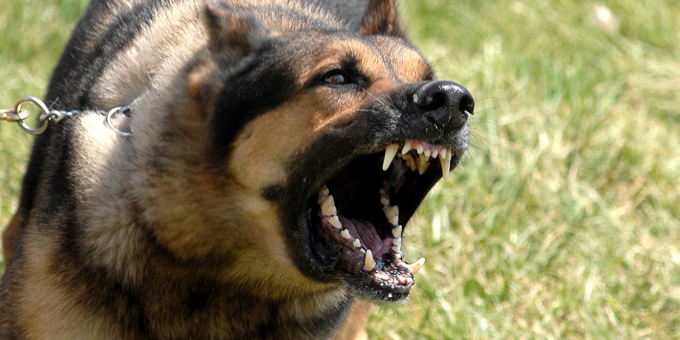 Les races de chiens considérées comme dangereuses en Suisse