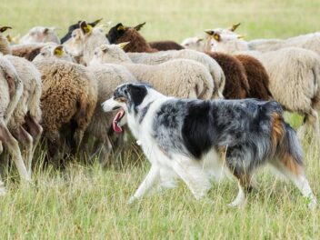 5 races de chiens de berger