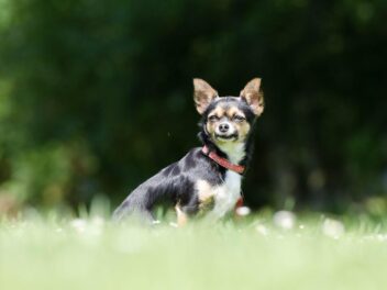 10 races de petits chiens mais bien présents
