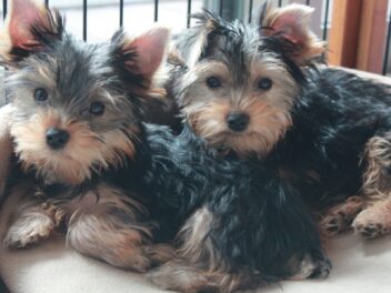 10 races de chiens parfaites pour vivre en appartement