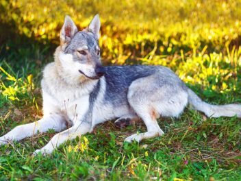 Voici les 10 races de chiens qui ressemblent le plus à des loups sauvages