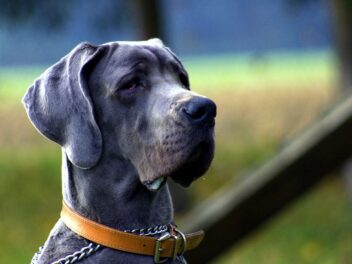 5 plus grandes races de chiens