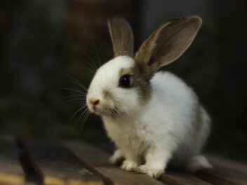 10 races de lapins les plus connues