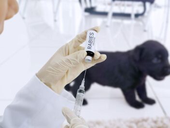 La rage chez le chien – Symptômes et traitement