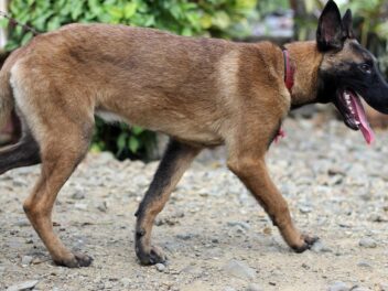 3 raisons d’adopter un Malinois