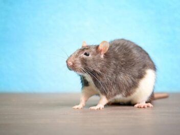 Le rat domestique : ce formidable animal domestique