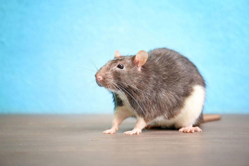 Le rat domestique : ce formidable animal domestique