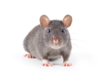 Adopter un rat domestique : 3 qualités qui vont vous faire craquer