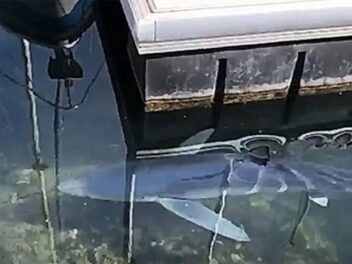 Un requin bleu de 2 mètres filmé dans le port de Sète