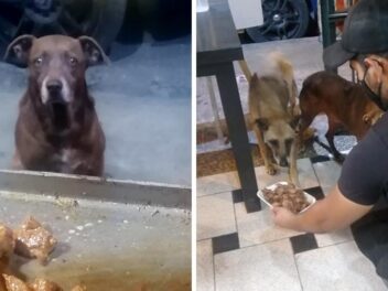 Des chiens errants nourris grâce à un généreux restaurateur