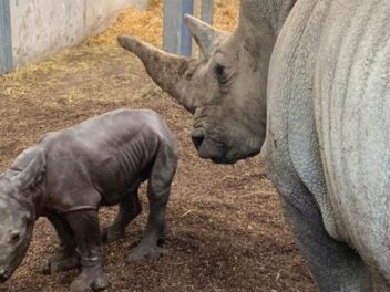 Zoo de Zurich : la naissance du premier rhinocéros blanc