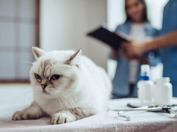 La rhinotrachéite féline