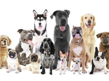 5 races de chiens avec la meilleure santé