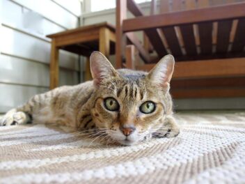 Les chats de race ont-ils une santé plus fragile que les autres chats ?