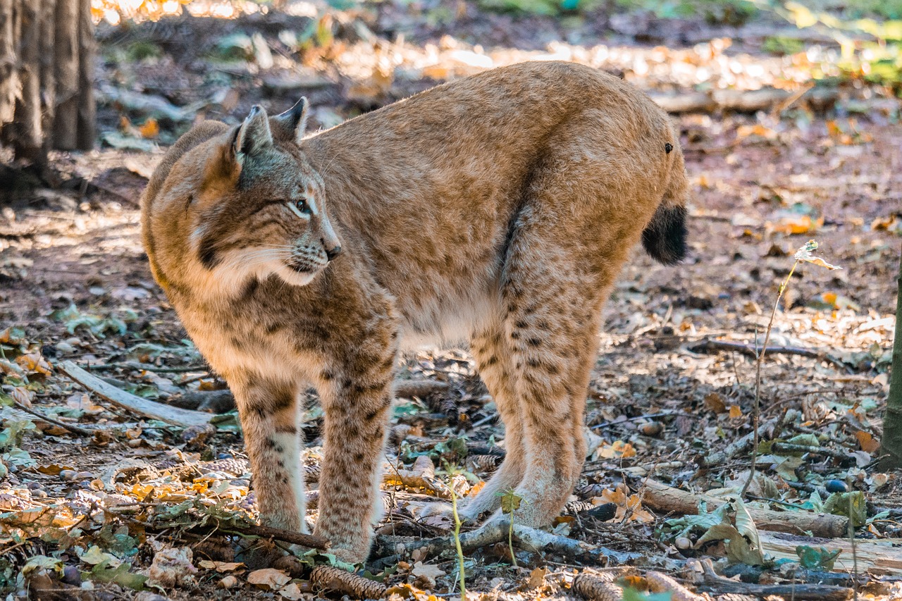 Sauvetage d&rsquo;un bébé lynx sur l&rsquo;A9 par la Police vaudoise