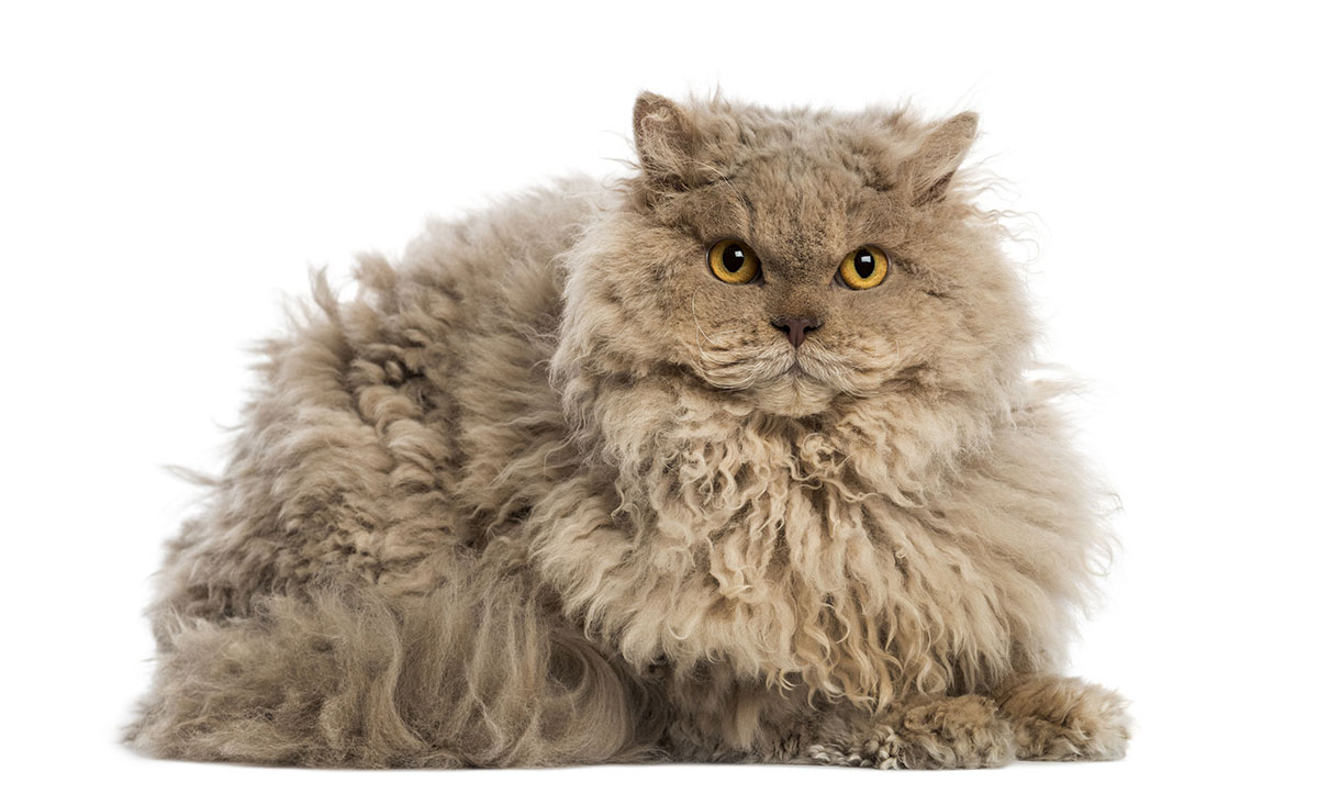 Selkirk Rex Selkirk Rex