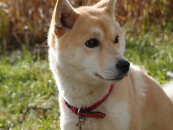 8 races de chien qui vont s’en sortir seules