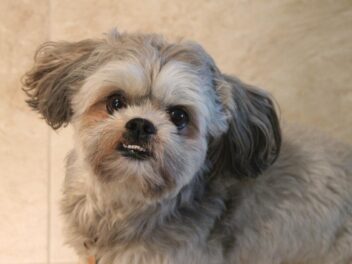 3 raisons d’adopter un Shih Tzu