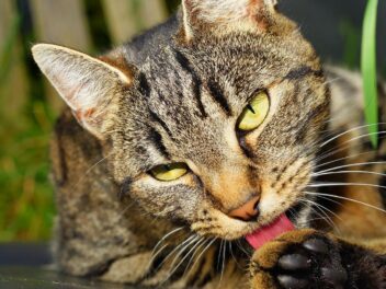 Sida des chats : symptômes et traitement