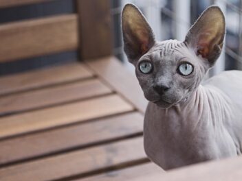 3 raisons d’adopter un Sphynx