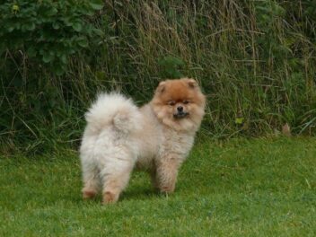 5 qualités du Spitz Nain ou Loulou de Poméranie