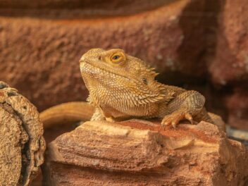 Terrarium pour lézard : comment bien choisir