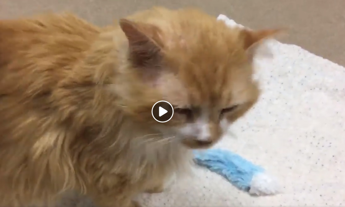 Toby a marché presque 20km pour retourner auprès de ceux qui l&rsquo;ont abandonné – Eux décident de l&rsquo;euthanasier…