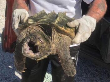 Une tortue alligator dangereuse découverte dans le sud de la France