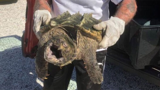Une tortue alligator dangereuse découverte dans le sud de la France