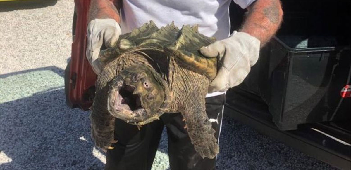 Une tortue alligator dangereuse découverte dans le sud de la France