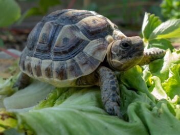 Quelle tortue terrestre choisir ?