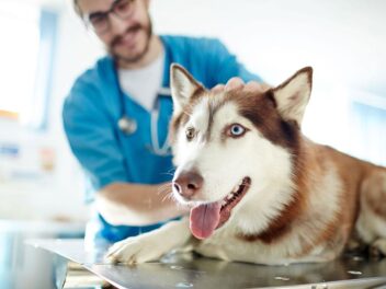 La trachéobronchite du chien – Symptômes et remèdes