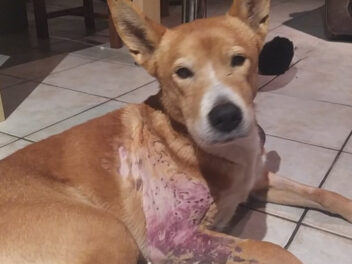 Un chien survit à un tir de trente plombs
