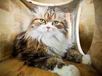 Vieux chat : 6 maladies les plus répandues