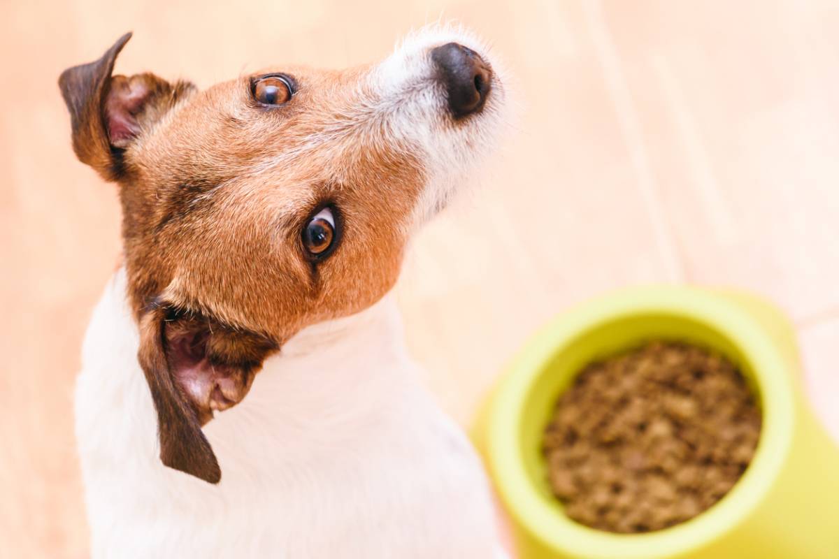 Comment bien choisir des croquettes pour chien ?