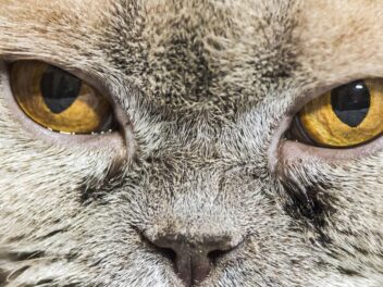 Yeux du chat qui pleurent : comment les nettoyer ?