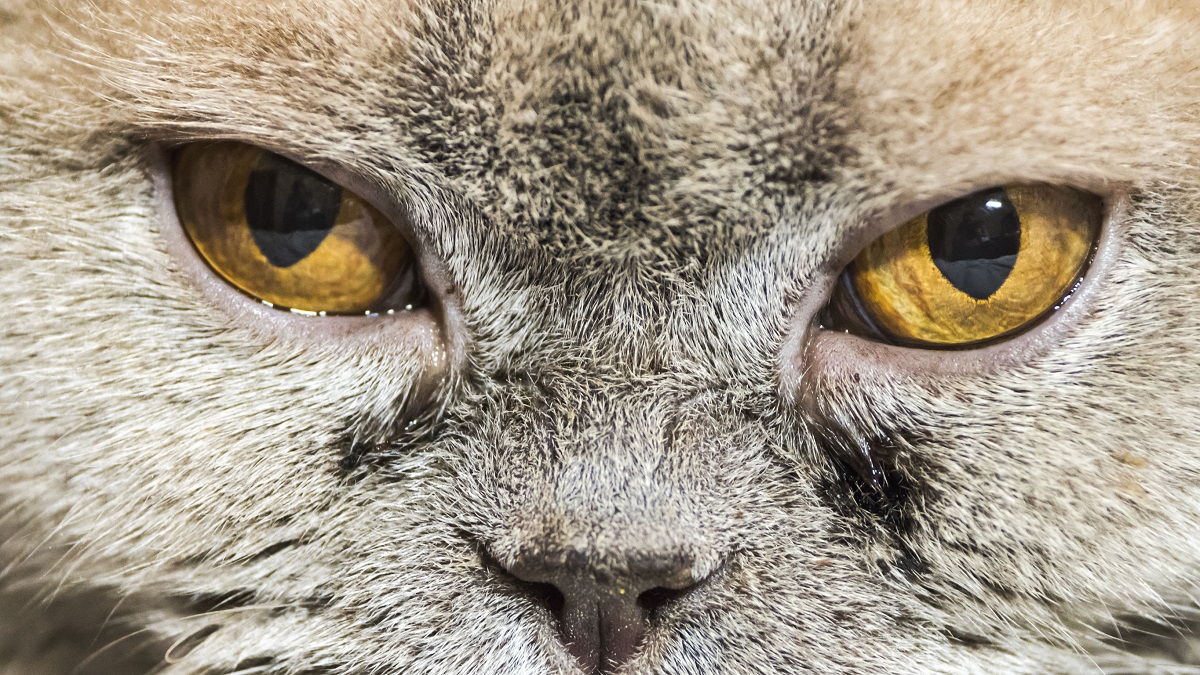 Yeux du chat qui pleurent : comment les nettoyer ?