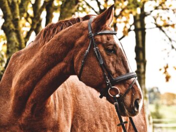 Quel mors choisir pour son cheval ?