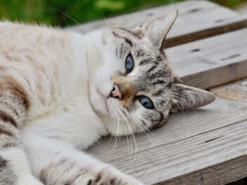 Chat âgé : 5 conseils pour améliorer son quotidien