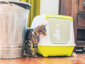 Mon chat refuse d’utiliser sa litière : les 5 causes possibles