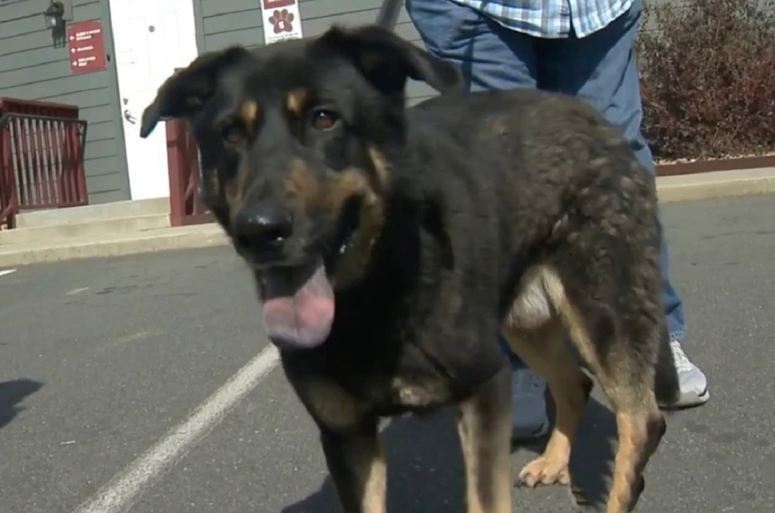 Un chien abandonné par ses propriétaires qui le pensent « gay »