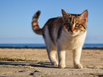 Comment décrypter le langage corporel du chat grâce à sa queue ?