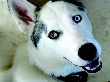 Les 5 races de chien les plus dures à éduquer !